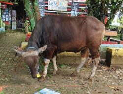 Sapi yang Literat, Baca Buku Sebelum Dipotong